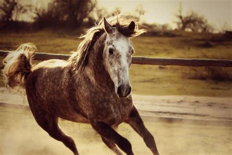 Gray Horse Mustang Horse Galloping 54ka Photo Blog