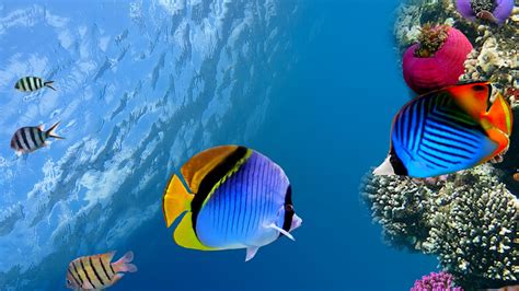Free Download Under Water Coral Fish Sea Ocean Wallpaper