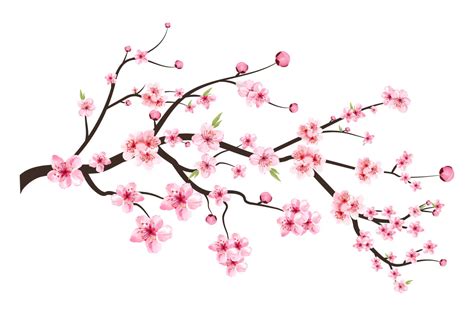 Cherry Blossom Blooming Flower Vector Graphic By Iftikharalam