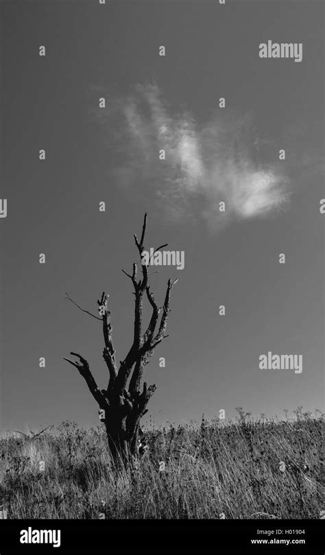 Dead Tree Against Sky With Single Cloud Stock Photo Alamy