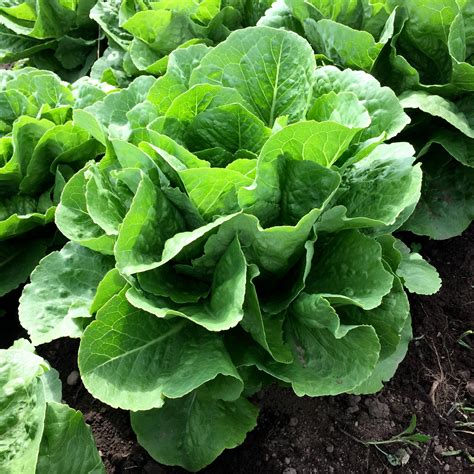 Lettuce Parris Island Cos Deep Harvest Farm