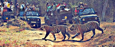 Pench National Park Tour Package From Nagpur Best Price Itinerary Plan