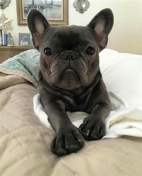 There are animal shelters and rescues that focus specifically on finding great homes for french bulldog puppies. French Bulldog | French bulldog, Cute animals, Little dogs