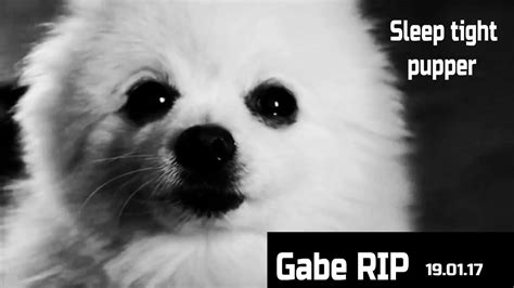 Gabe The Dog Rip Sleep Tight Pupper Youtube