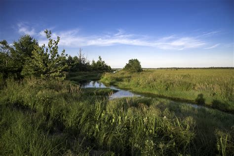 Marsh Landscape With Tall Grasses At Meadow Valley Image Free Stock