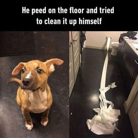Funny Animal Picture Dump Of The Day 25 Pics Funny Animal Memes Dog