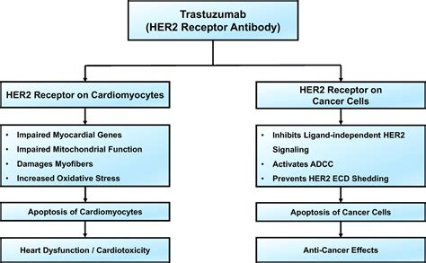 Stevenson Segen Leser Trastuzumab Mechanism Of Action Mangel Bett Violine