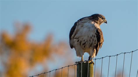 Sad News From The Bird Cams Ezra Beloved Red Tail At Cornell Is Dead