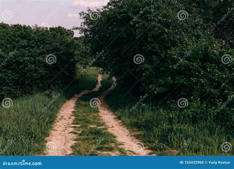 Field Overgrown Grass Winding Dirt Road Sunny Day Stock Photo Image
