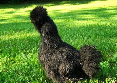 Sexing Silkies Community Chickens