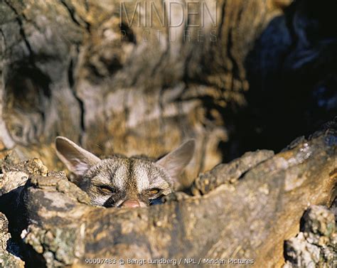 Small Spotted Genet Stock Photo Minden Pictures