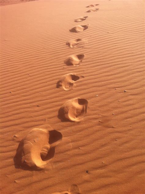 Camel Tracks In The Desert In Morocco Free Image Download