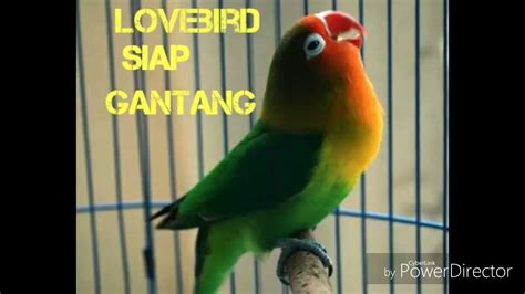 Berikut kami hadrikan beragam jenis makanan atau pakan lovebird. Efek Pakan Perkutut Gold Coin Buat Lovebird - Tentang Kolam Kandang Ternak