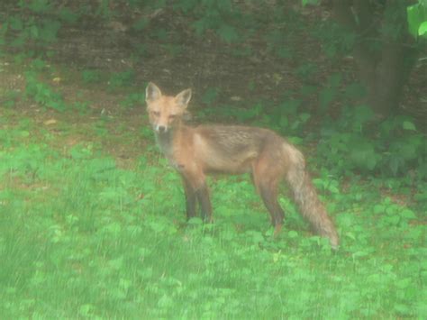 Connecticut Audubon Society Two Mammals In Two Days