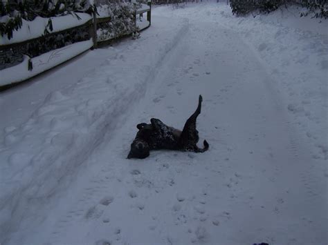 Snow Storm Headed To Western Nc Asheville Lenoir Houses Living