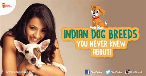 15 Indian Dog Breeds That You Probably Never Knew About Chai Bisket