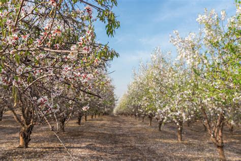 Almond Tree Path In Israel Photograph By Alexandre Rotenberg