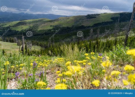 Wildflowers At Start Of The Mt Washburn Trail In Yellowstone National