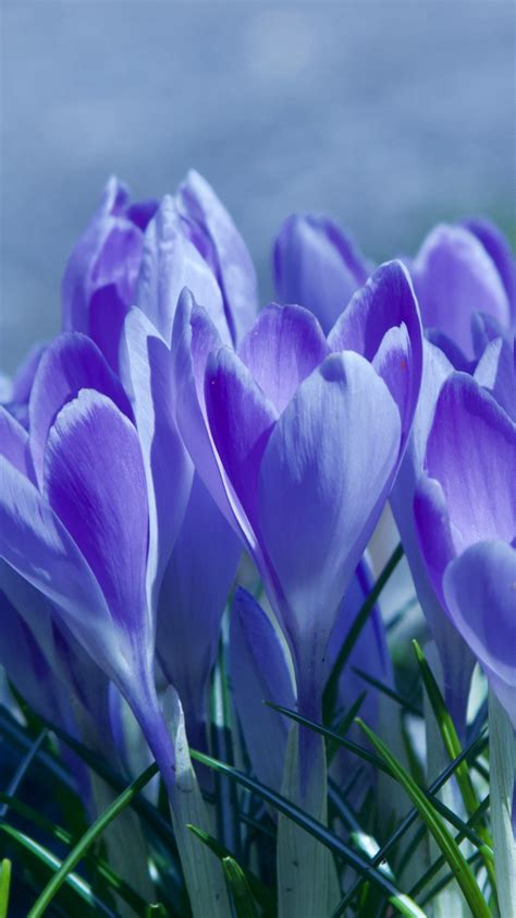 Download 720x1280 Wallpaper Spring Blossom Crocus Purple Flowers