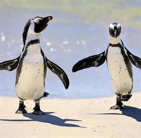 Südafrika Pinguine Am Strand Werden Für Anwohner Zur Plage Welt