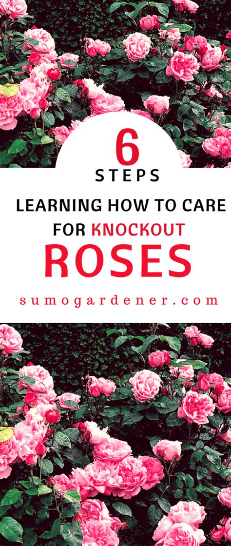 Knockout Roses Care Knockout Roses Knockout Roses Care
