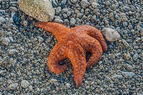 Pisaster Ochraceus Known As The Purple Sea Star Ochre Sea Star Or Ochre