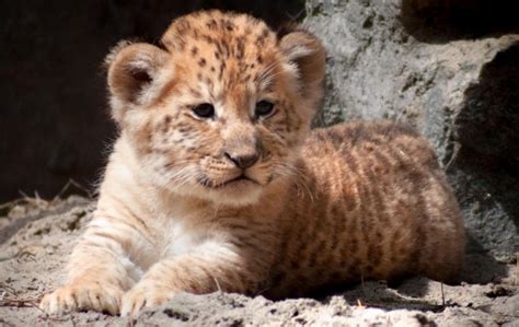 Rare Liger Cubs Born At Russian Zoo Ny Daily News