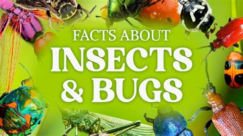 Cool Bug Facts And Other Insect Facts You Have To Know Youtube