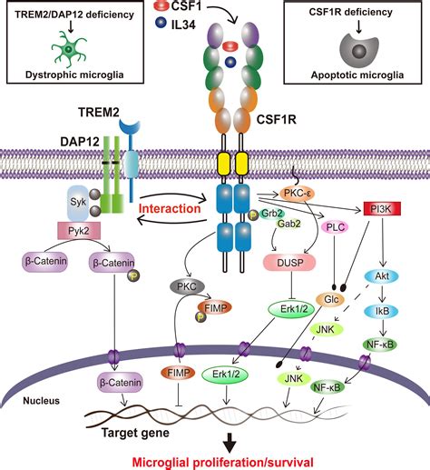 Frontiers Insights Into The Role Of Csf1r In The Central Nervous