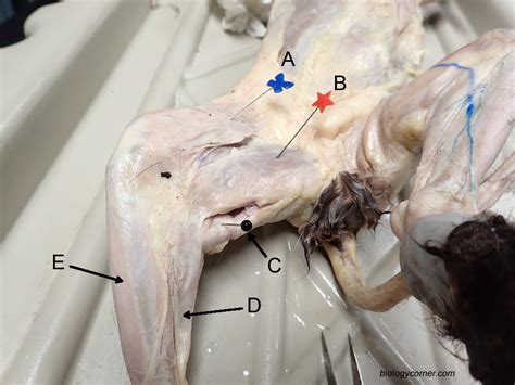 Find quizzes, diagrams, and slide presentations on structures, functions, and systems. Cat Muscles