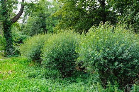 Row Of Green Bushes In A Park Stock Photo 3783956 Shrubs Nature