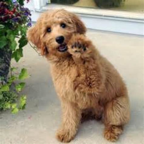 Follow along on our instagram page! Standard English Labradoodle Puppies For Sale, Mini ...