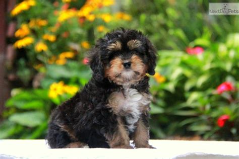 9 to 14 inches weight: Cavapoo puppy for sale near Lancaster, Pennsylvania ...