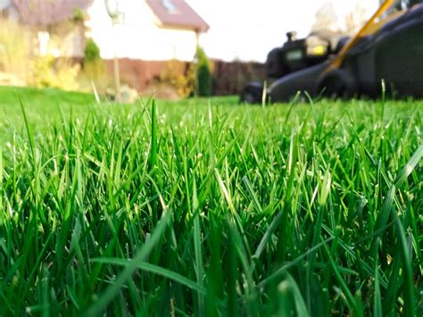 Lime Your Lawn When And How To Lime Your Lawn