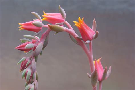 Oregon Cactus Blog Echeveria Kirov Flowers