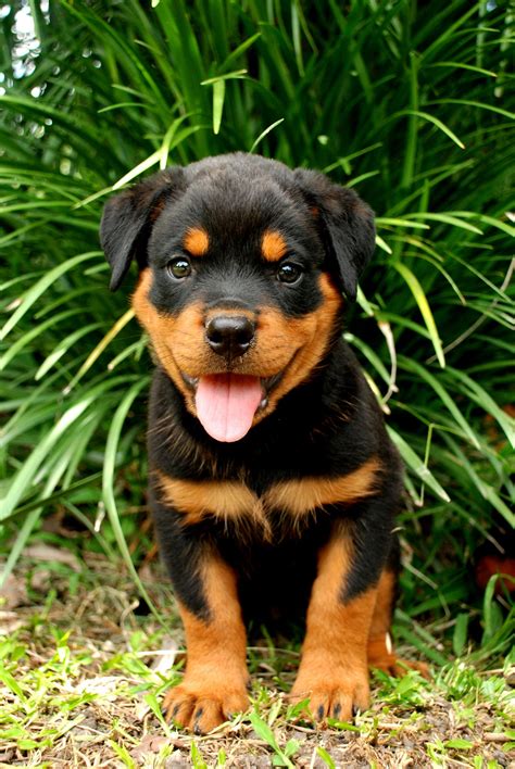 Facts About Rottweilers Thatll Make You Want To Bring One