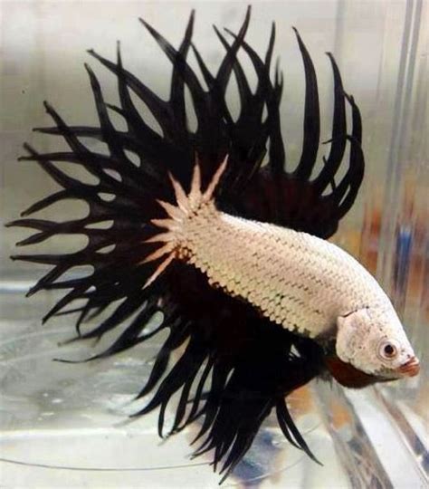 White dragons were physically the smallest of the chromatic dragons, even smaller than black dragons. White Dragon Crown Tail Betta | Love the Bettas ...