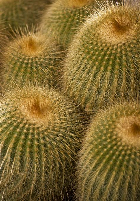 Cacti Small Barrel Cacti Shot At Quail Botanic Gardens Blue Corgi