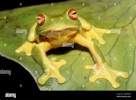 Australian Red Eyed Tree Frog Resting On Fern Frond Stock Photo Alamy