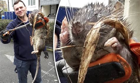 Britains Biggest Ever Rat 4ft Monster Rodent Found At Childrens