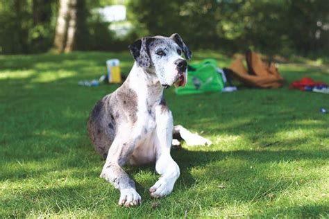 Great Dane Dog Breed Characteristics Care And Pictures