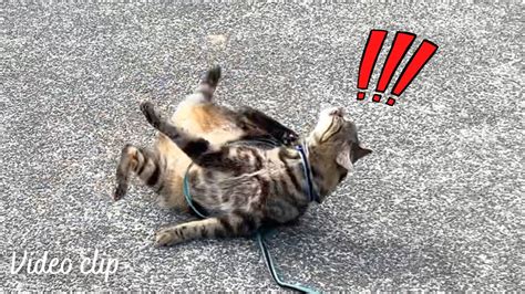 Cat Falls Over While Scratching😆 Youtube