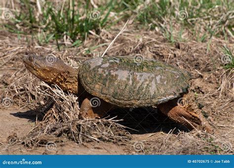 Snapping Turtle In Mud Stock Image Image Of Walking 40702675