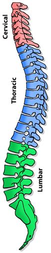 Spinal Anatomy Atlanta Ga Spine Surgery
