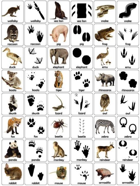 Fun & easy science for kids. Animal Tracks, Let's make a match - a matching game ...