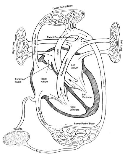Foetal Circulation Flow Chart Image To U