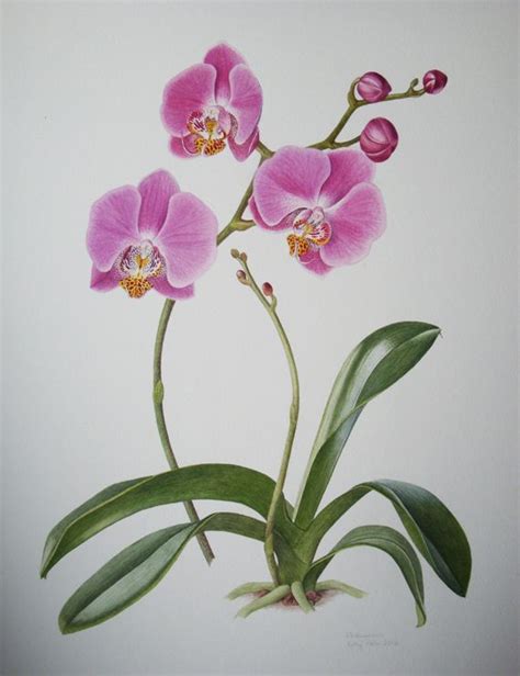 Pink Phalaenopsis 2012 Orchids Painting Floral Watercolor Paintings