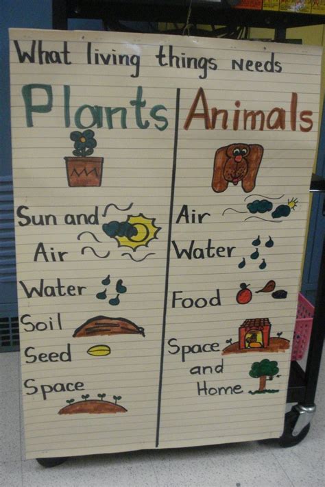 Plants And Animals Needs Anchor Chart Kindergarten Science And Soci