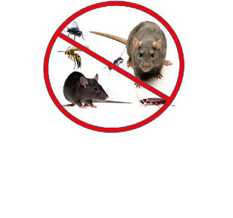 Expert pest control advice and products for business and home owners LIBRA PEST CONTROL SERVICES - Insect Control Thornton, Western Cape | Rodent control, Bird ...