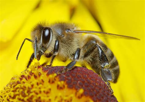 Attracting Backyard Pollinators New Hampshire Public Radio